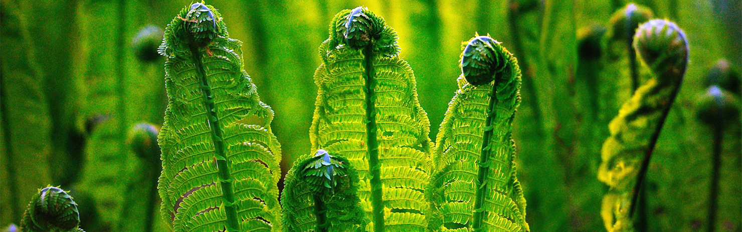 取之天然：用于自然：植物保?。汉椭C植保